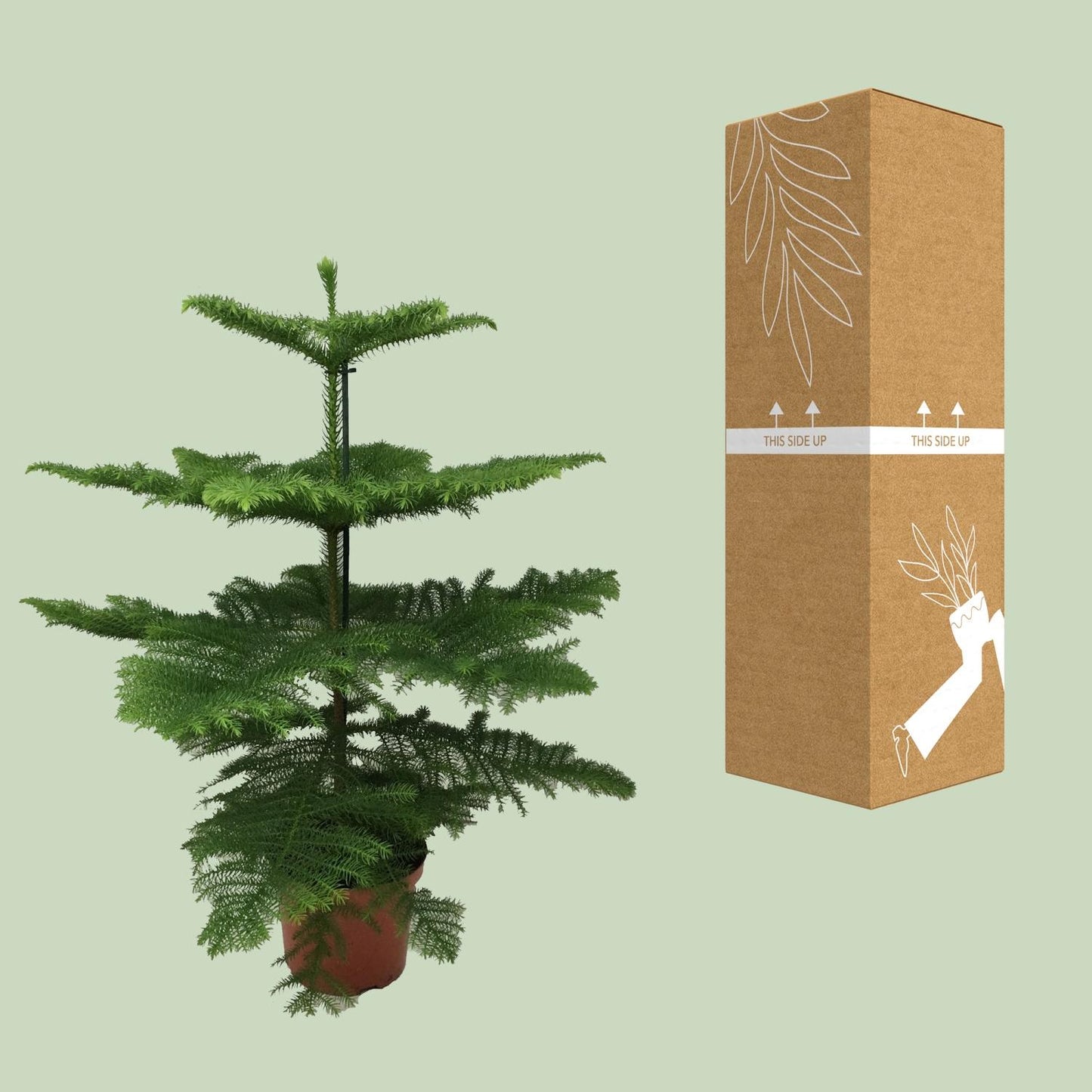 Araucaria Heterophylla – Majestätische, pflegeleichte Zimmerpflanze Ø21cm