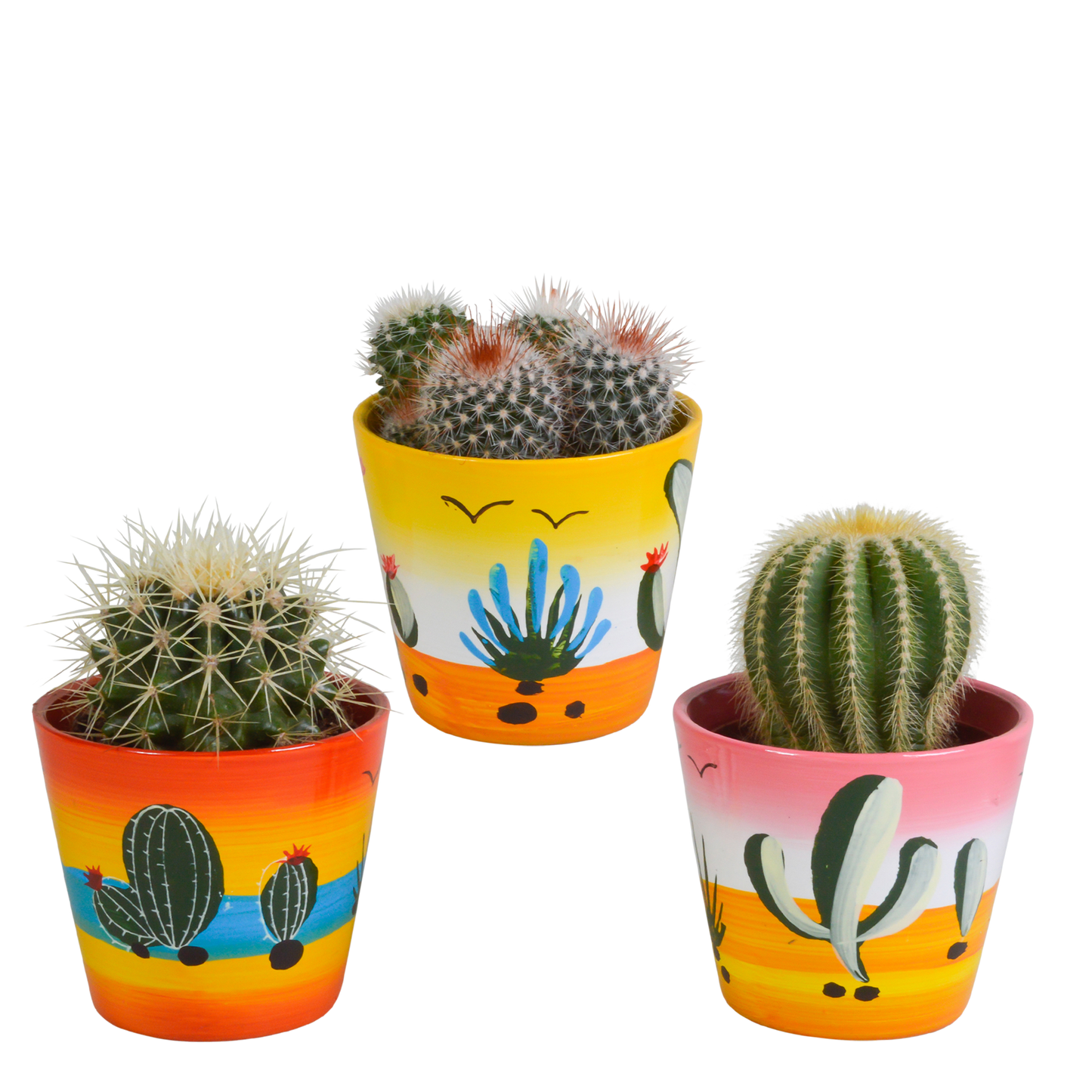 Bolcactus Kakteen-Mischung im handbemalten Mexiko-Topf 8,5 cm