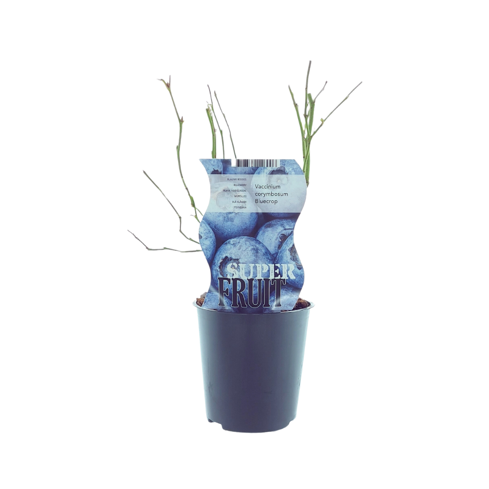 Blaubeere 'Bluecrop' – Pflegeleichter Beerenstrauch Ø12cm