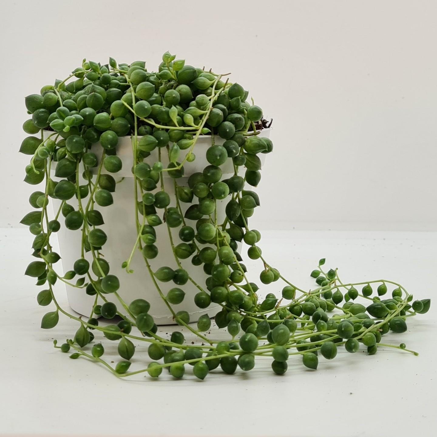 Senecio Rowleyanus – pflegeleichte Perlenschnur im 11cm Topf