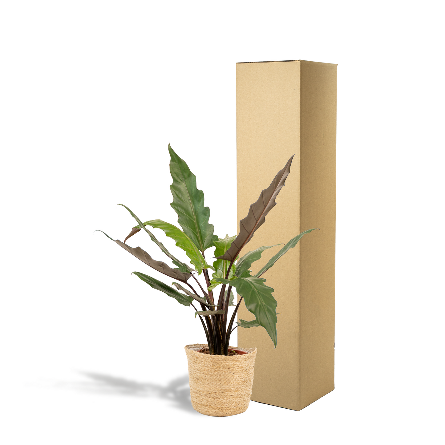 Alocasia Lauterbachiana Ø19cm mit Korb Selin – Luftreinigendes Elefantenohr