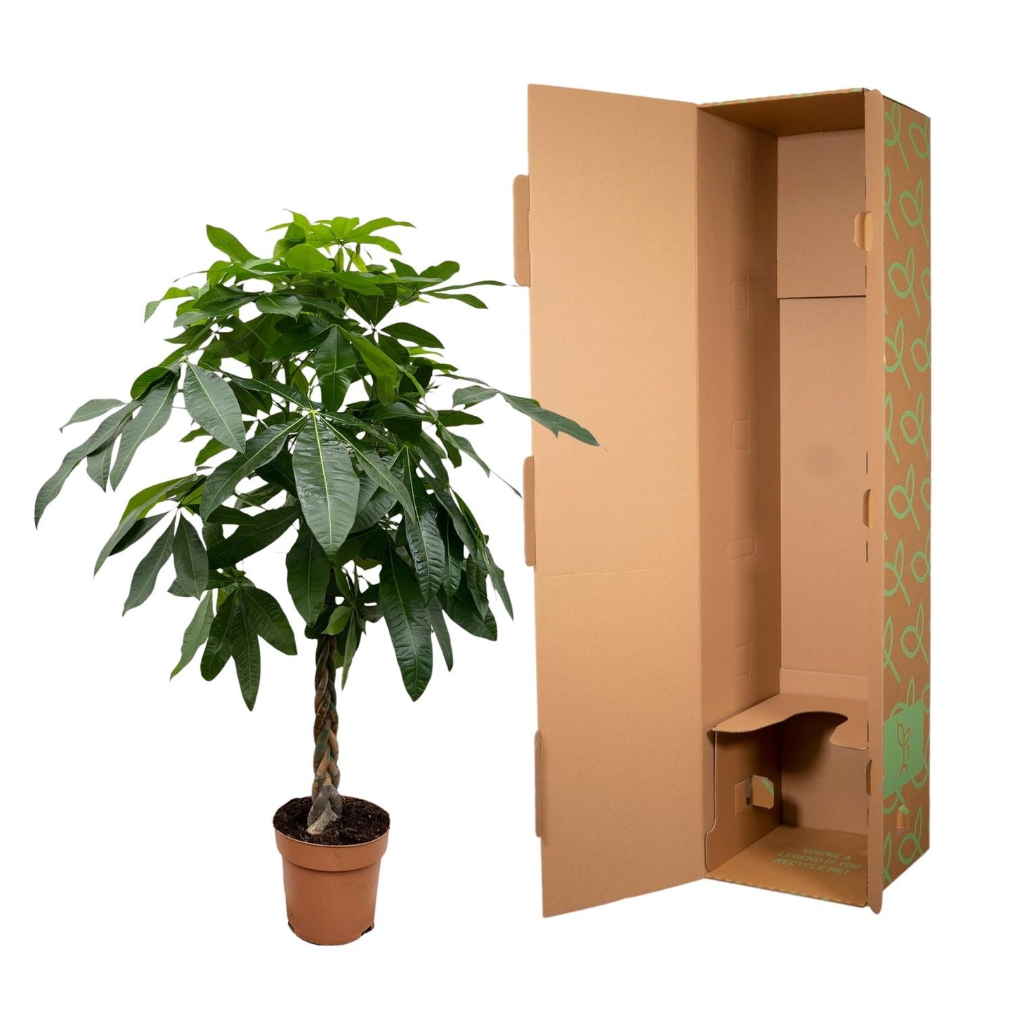 Pachira Aquatica (Geldbaum) – 170 cm, ø27 cm, pflegeleicht
