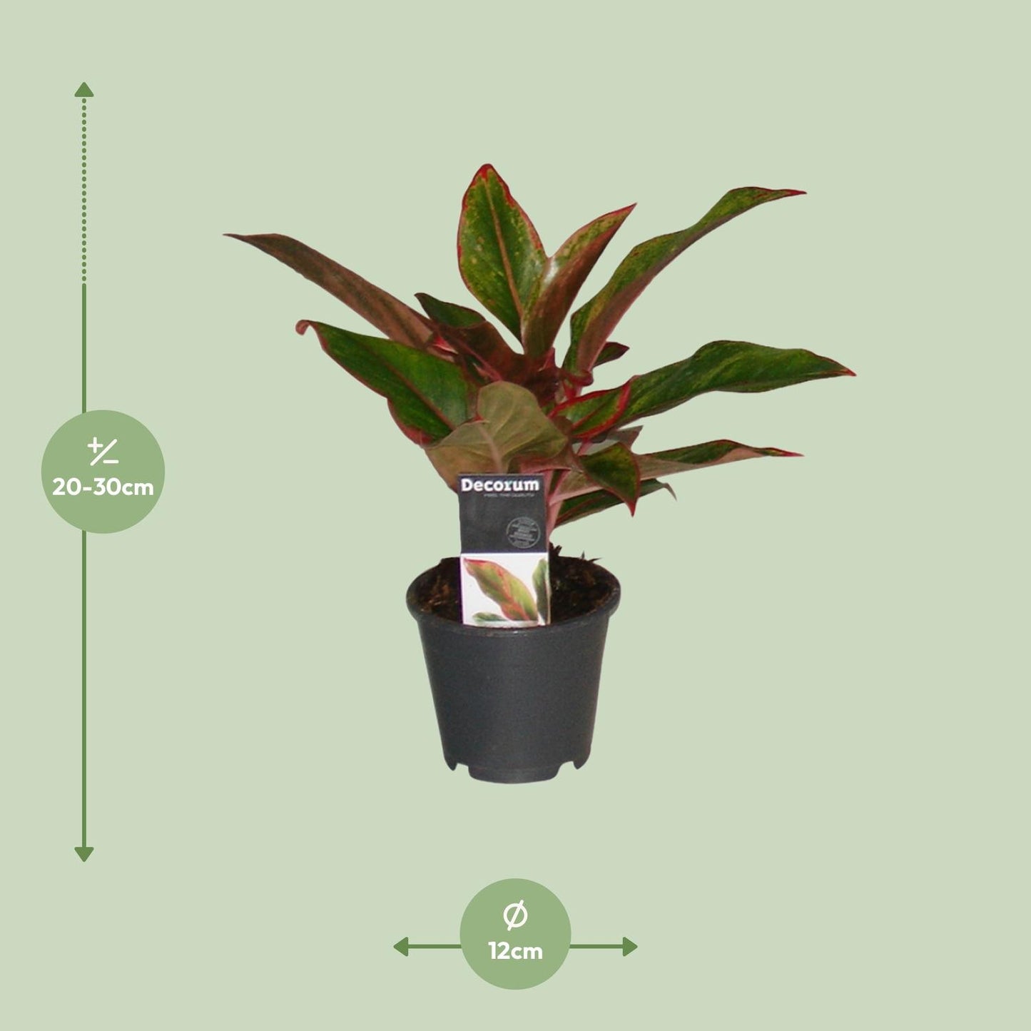 Aglaonema Crete – Pflegeleichte Zimmerpflanze Ø12cm