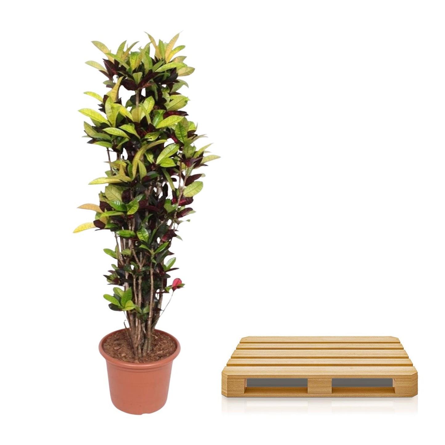 Codiaeum Iceton (Croton) – 190 cm, Ø 45 cm – Bunte Zimmerpflanze