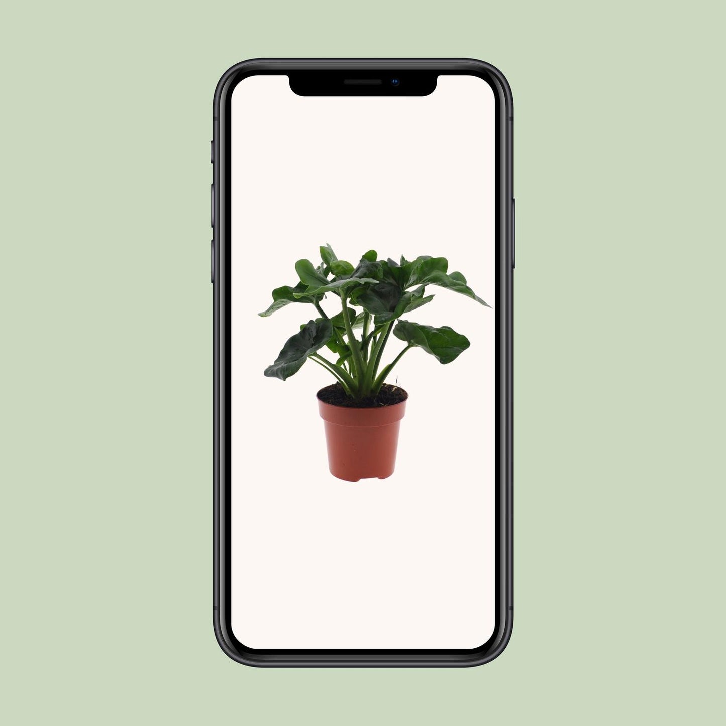 Philodendron Atom – Kompakte, pflegeleichte Zimmerpflanze Ø12cm