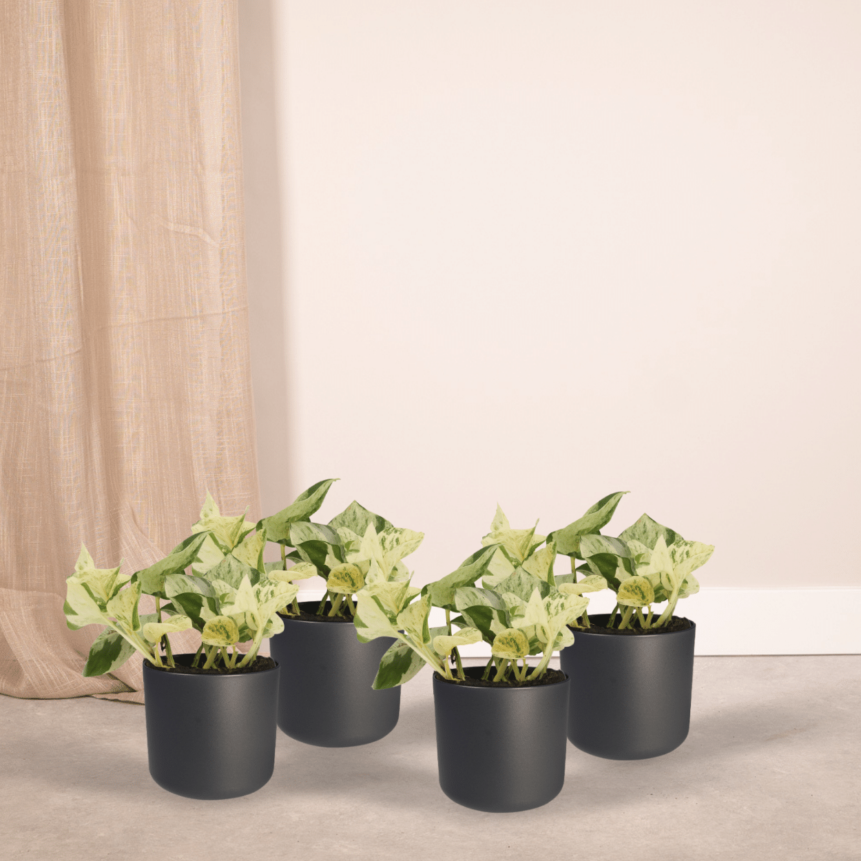 4x Epipremnum Happy Leaf – pflegeleichte Zimmerpflanze 15cm