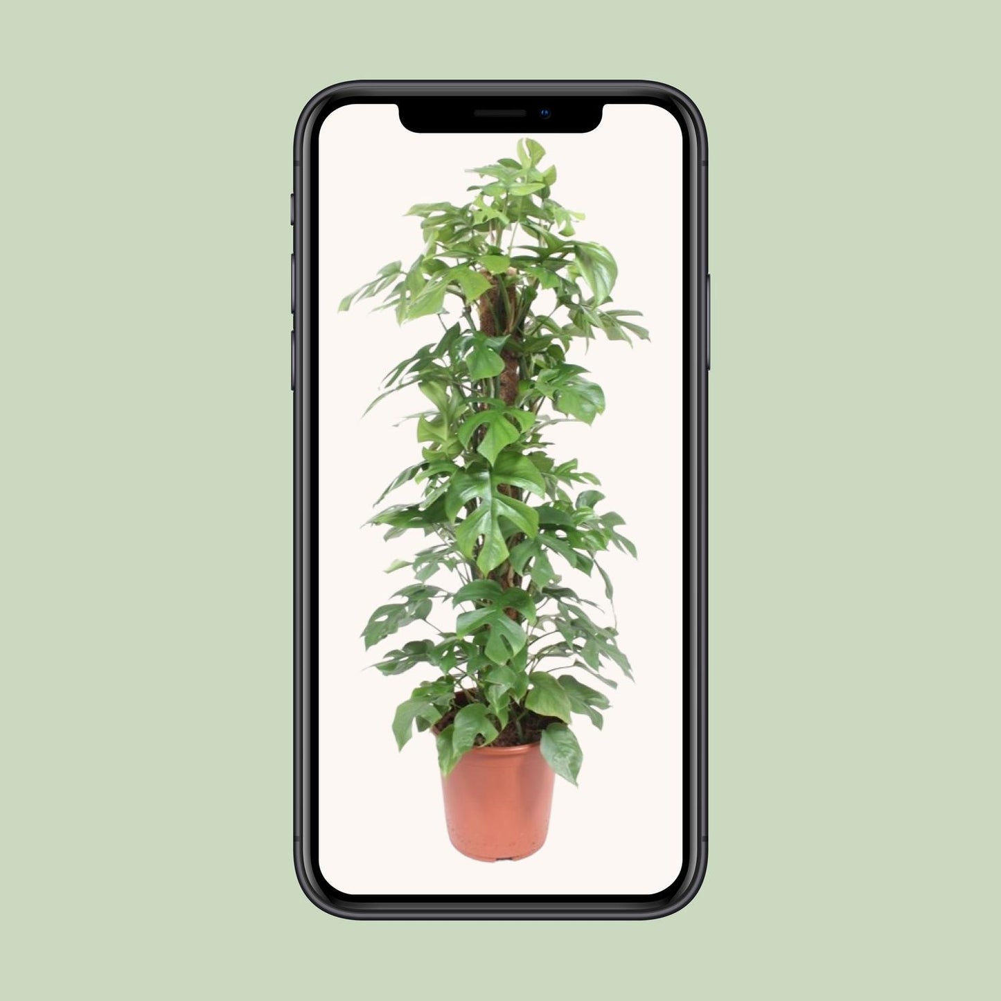 Monstera Minima Mosstok – Pflegeleichte Zimmerpflanze Ø27cm