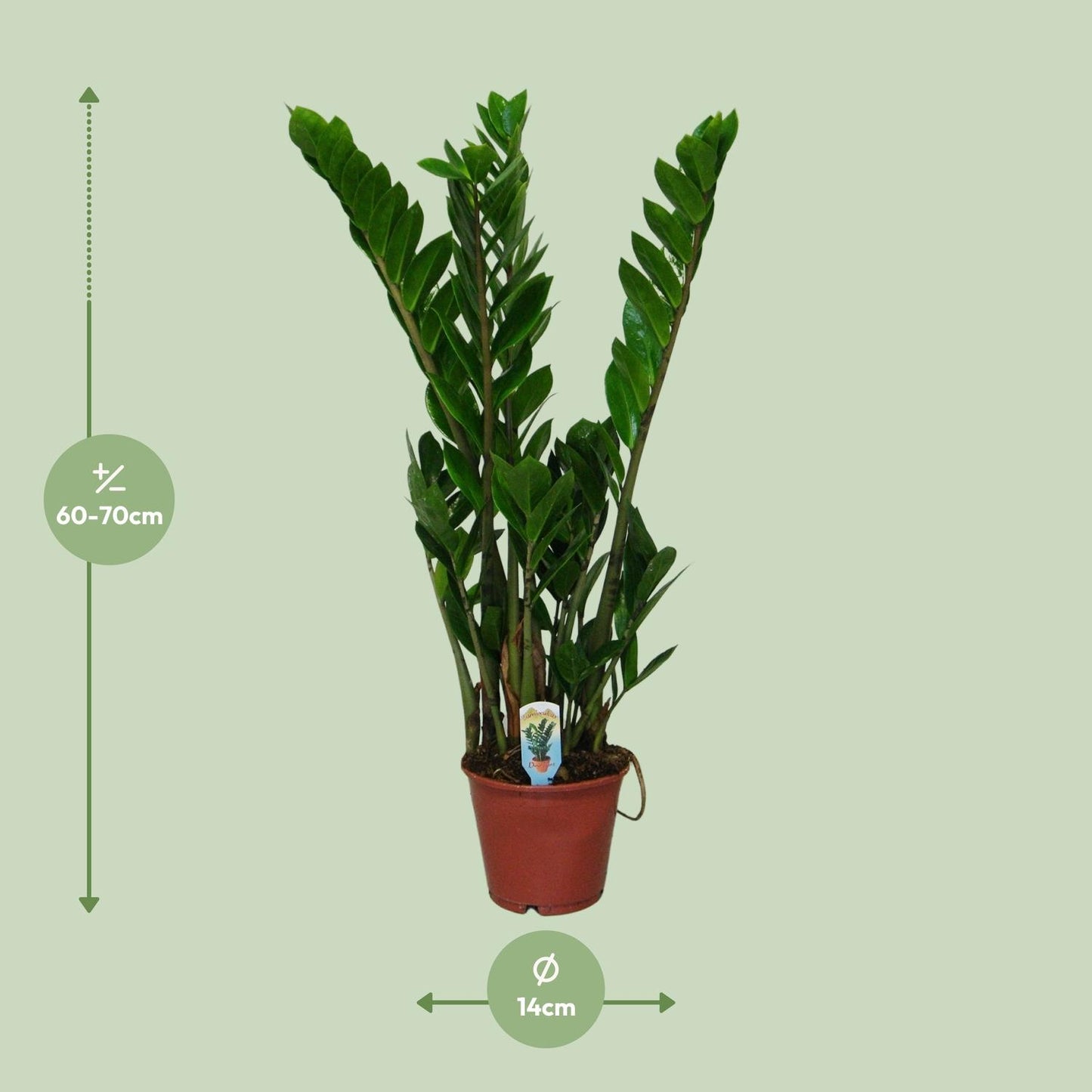 Zamioculcas Zamiifolia – Pflegeleichte Zimmerpflanze Ø14cm