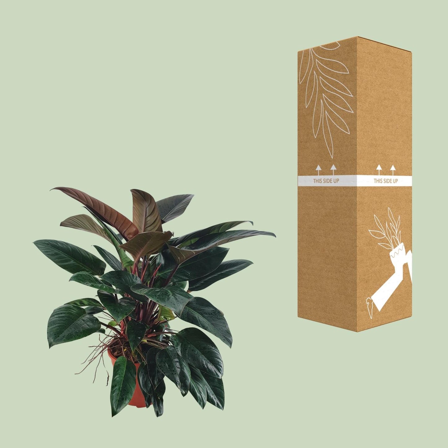 Philodendron Congo Rojo – Pflegeleichte Tropische Zimmerpflanze 100 cm