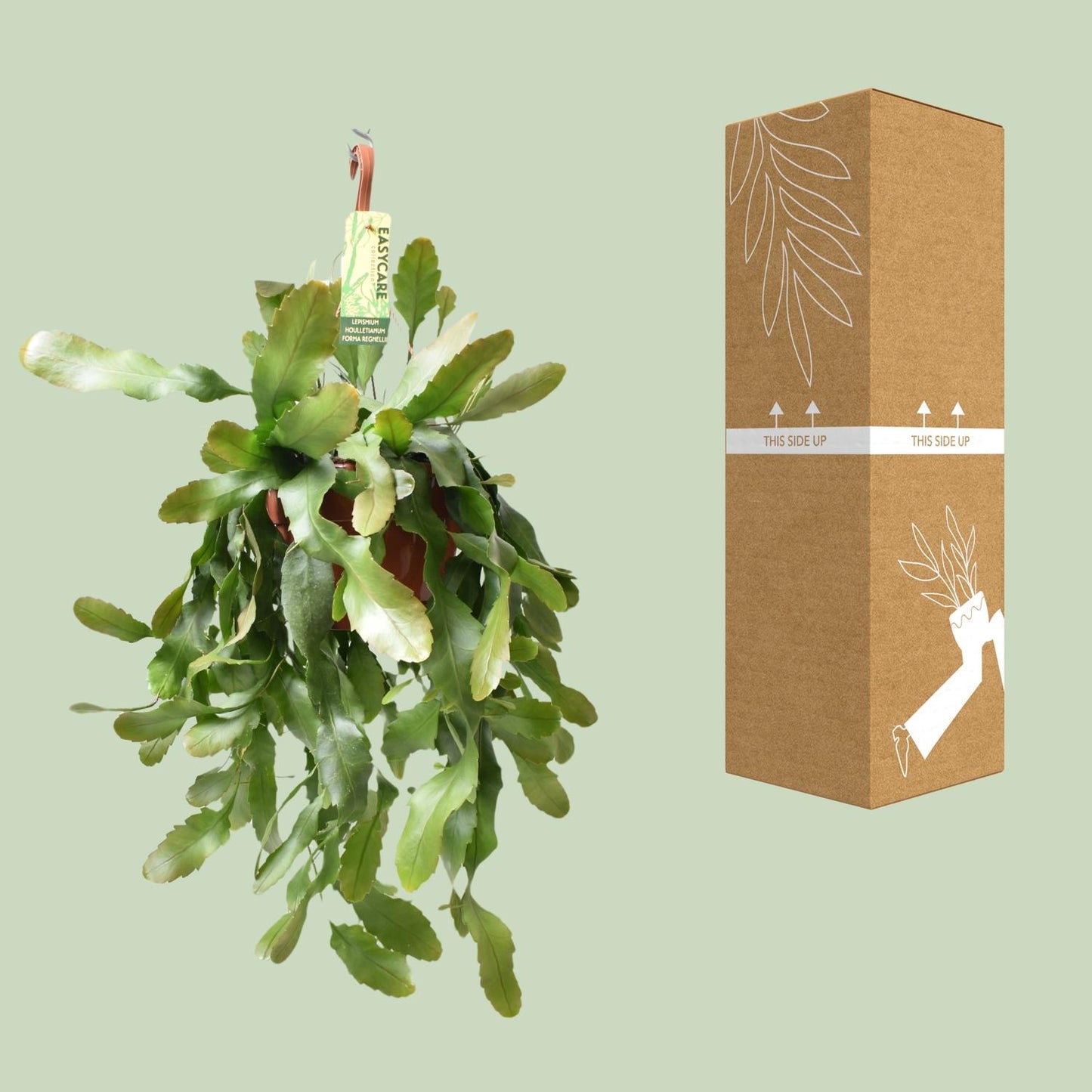 Lepismium Houlletianum – pflegeleichte Zimmerpflanze Ø21 cm