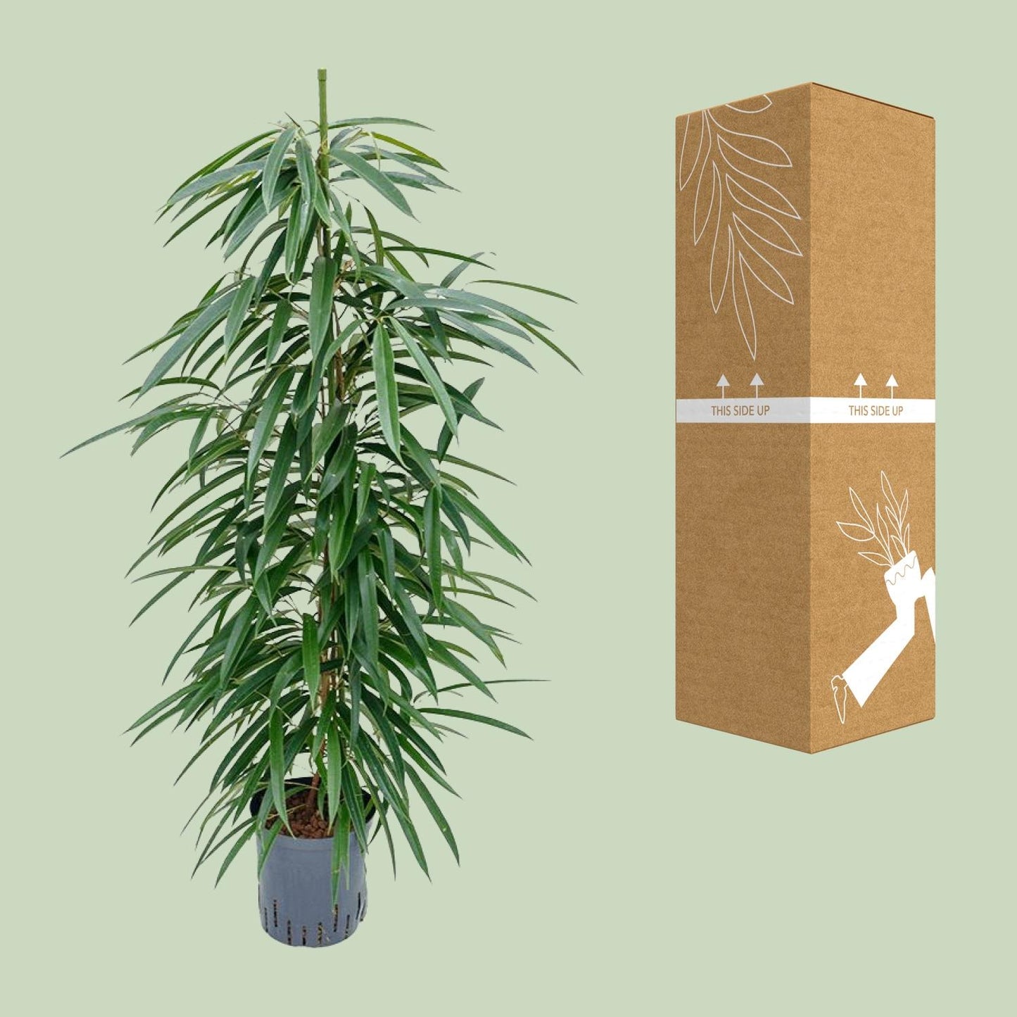 Ficus Alii – Pflegeleichter Eleganter Zimmerficus Ø18cm