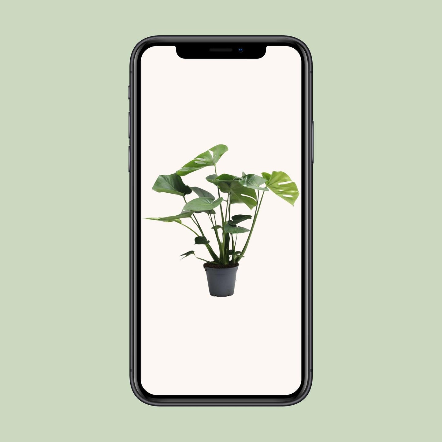 Monstera Deliciosa – Pflegeleichtes Fensterblatt, 65 cm