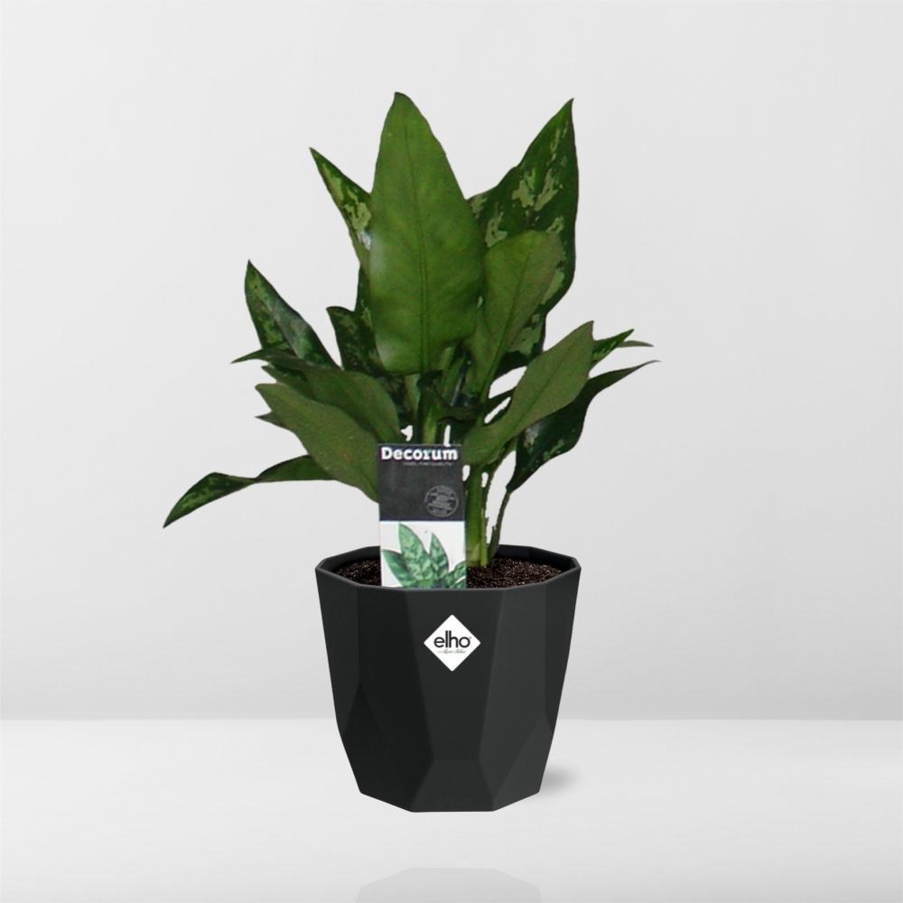 Aglaonema Maria – pflegeleichte luftreinigende Zimmerpflanze 14cm