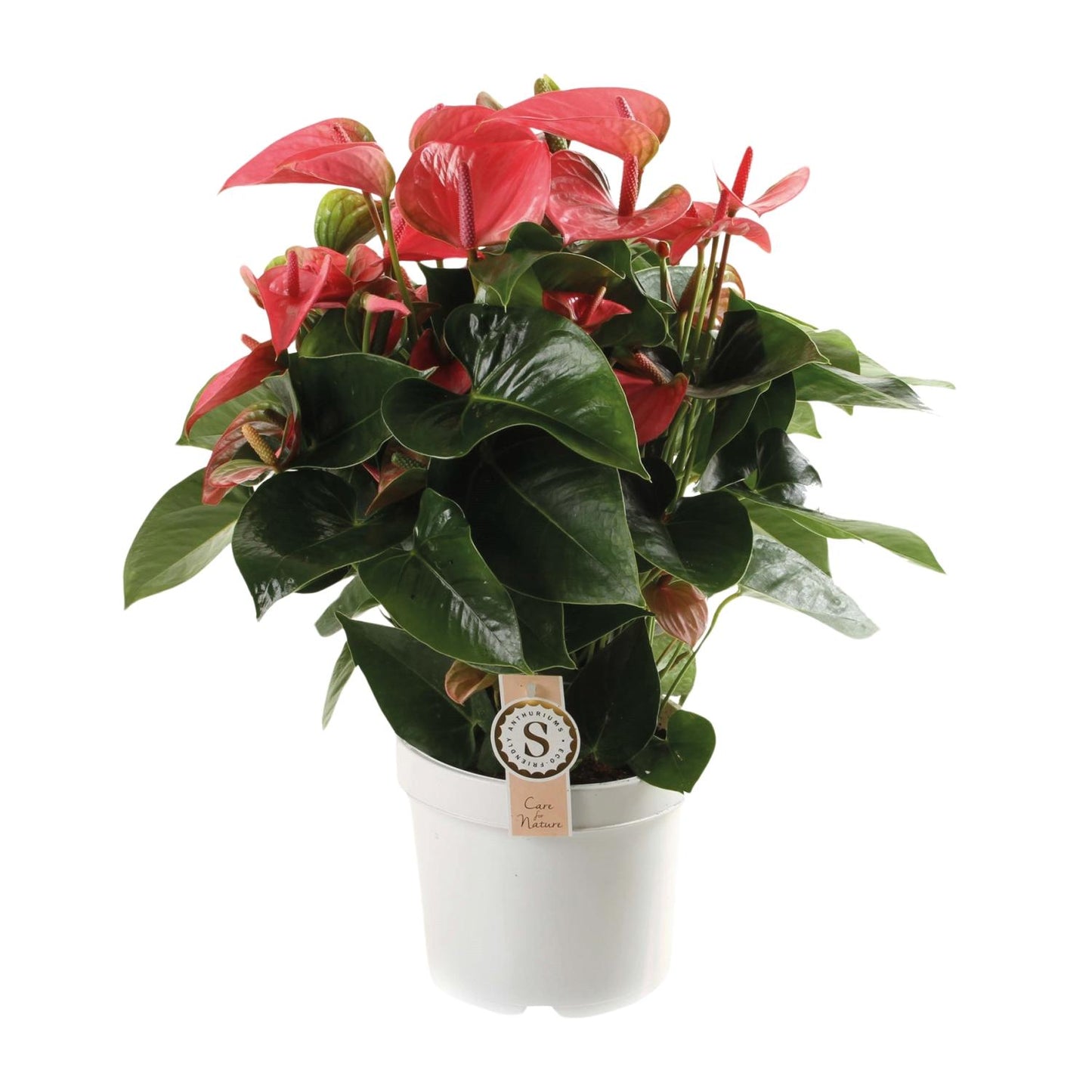 Anthurium Pink Champion – Pflegeleichte tropische Zimmerpflanze Ø21cm