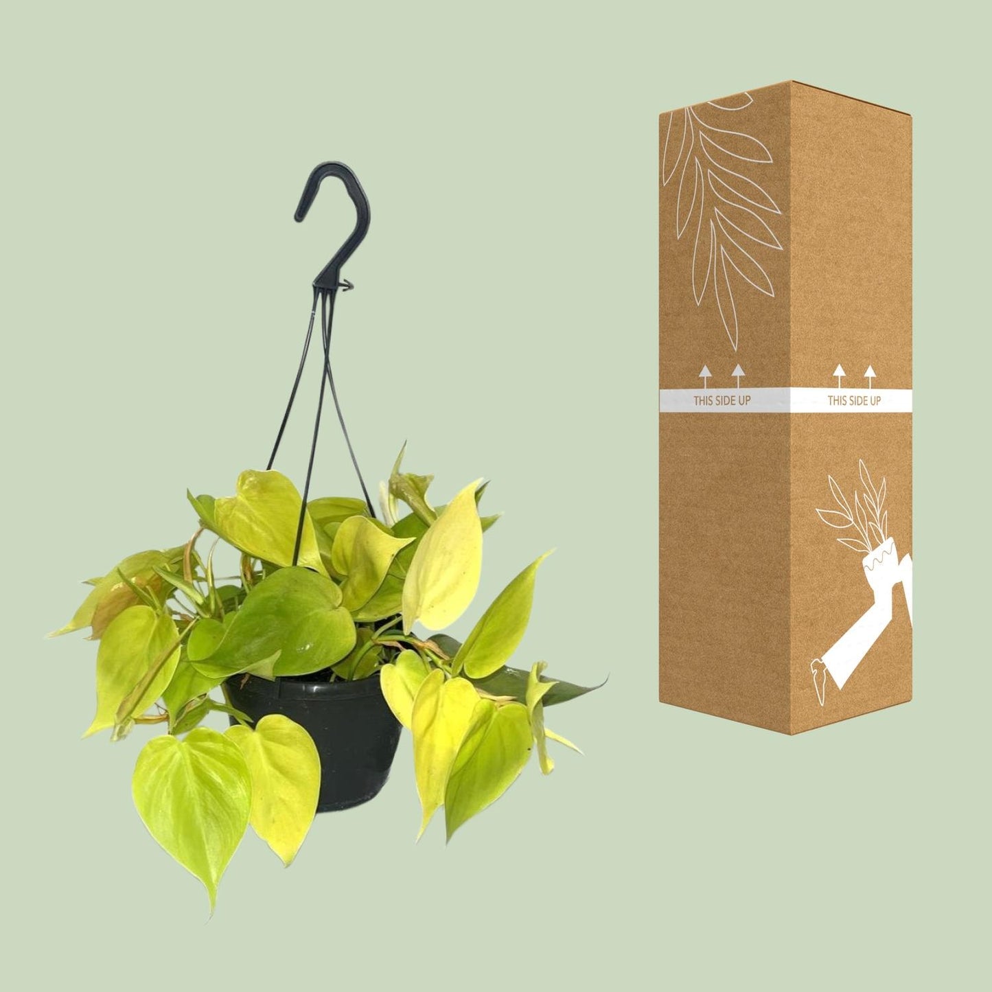 Philodendron Lime – Leuchtend grüne Zimmerpflanze Ø15cm