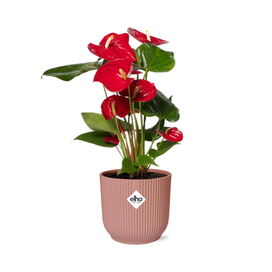 Anthurium Red 12cm in ELHO Vibes Fold 14cm rosa – Tropische Eleganz für Ihr Zuhause
