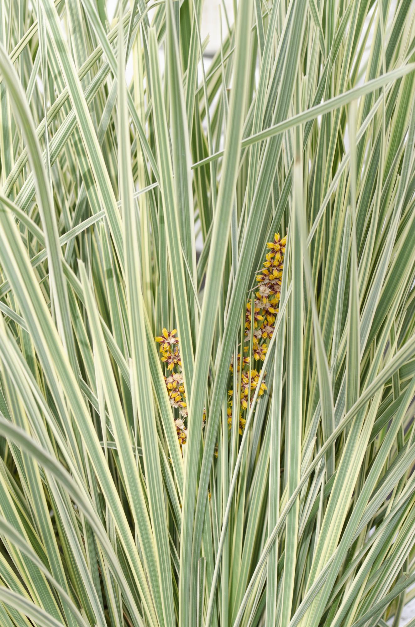 Lomandra longifolia 'White Sands' – Pflegeleichte Terrassenpflanze