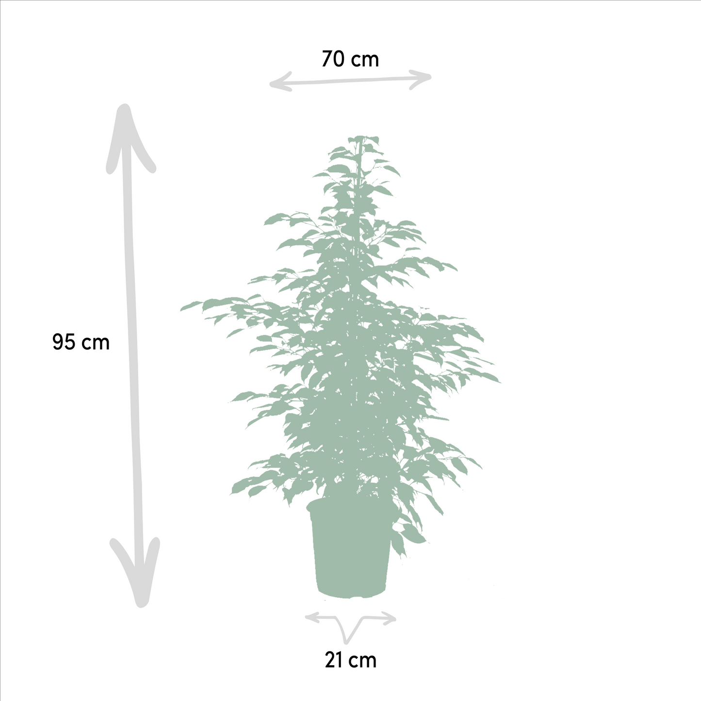 Ficus Benjamina Trio – Pflegeleichte Zimmerpflanzen Ø21cm