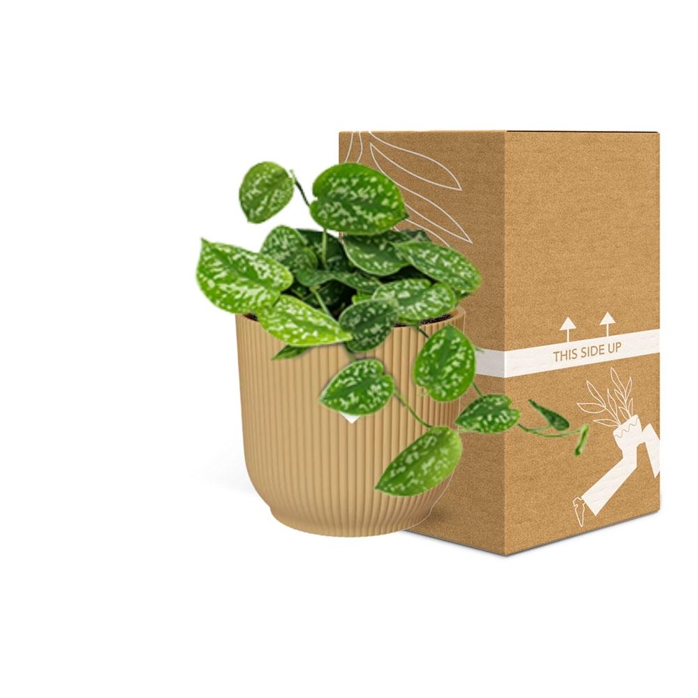 Scindapsus Pictus ‘Argyraeus’ in ELHO Vibes Fold 14cm Gelb