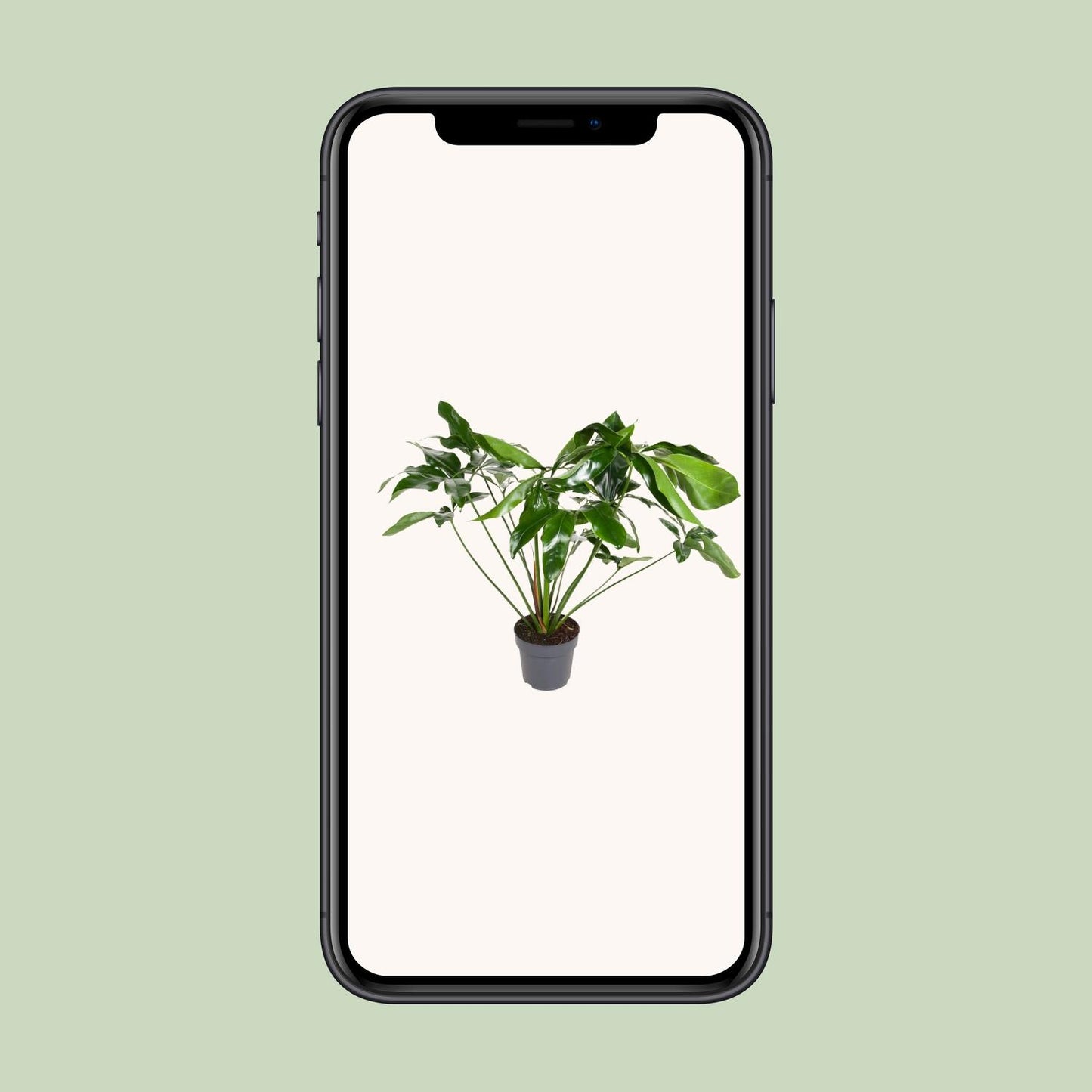 Philodendron Green Wonder – Pflegeleichte Zimmerpflanze Ø24cm