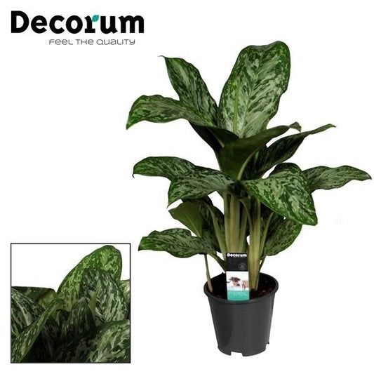 Aglaonema Greenlight – Luftreinigende Zimmerpflanze