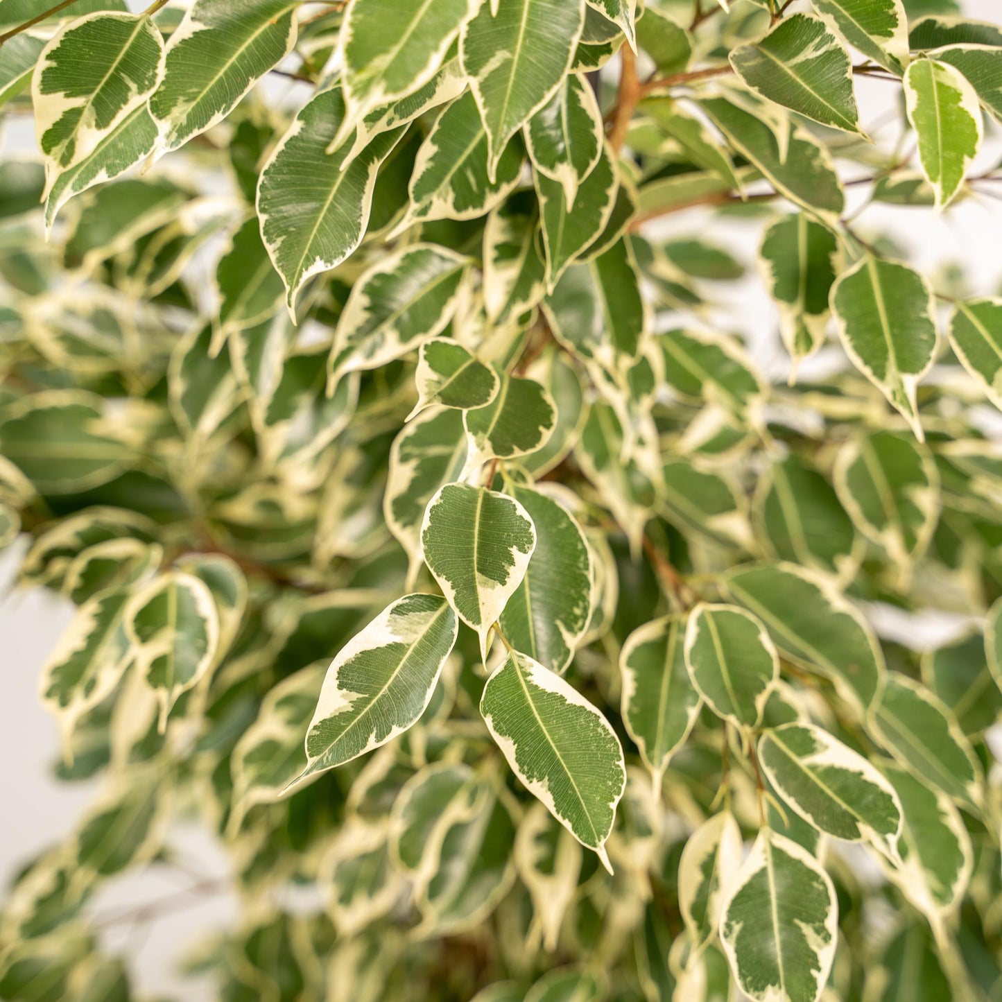 Ficus benjamina Twilight Ø21cm mit Korb Igmar – Luftreinigende Zimmerpflanze
