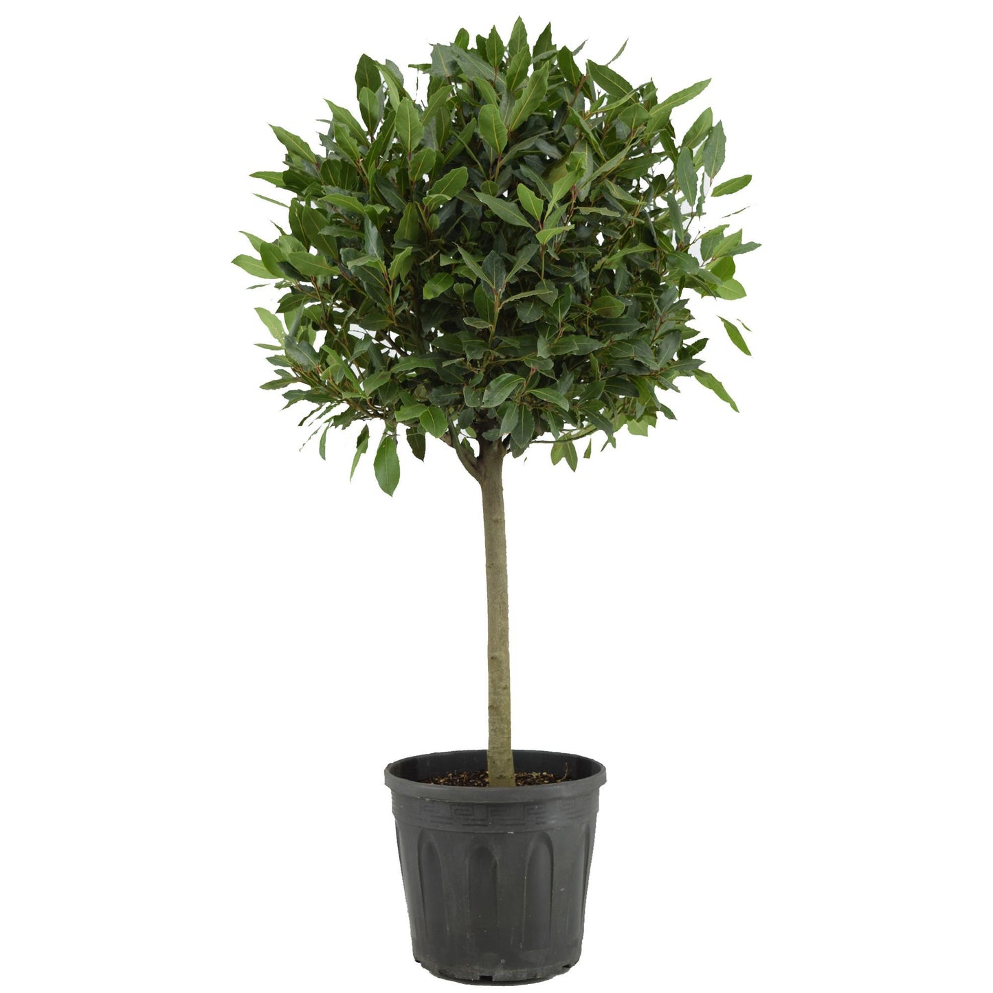 Laurus Nobilis – Pflegeleichter Lorbeerstrauch Ø30cm