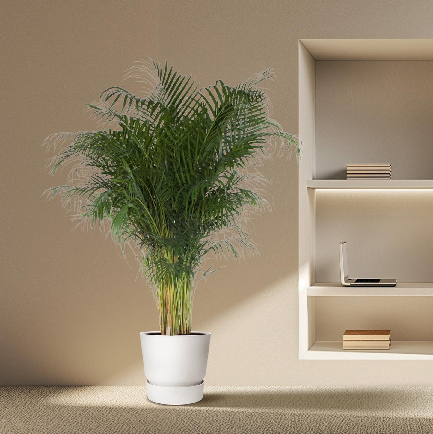 Dypsis Lutescens (Areca-Palme) – 200 cm, ø34 cm