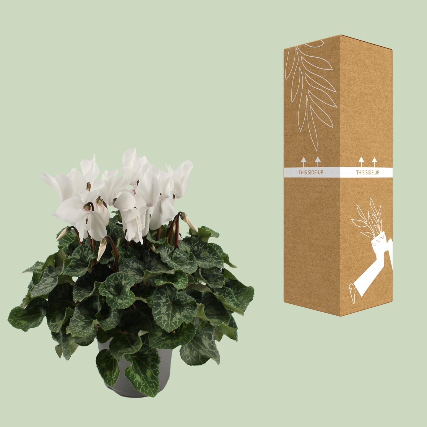 Cyclamen Weiß Ø17cm – Pflegeleichte Blühpflanze