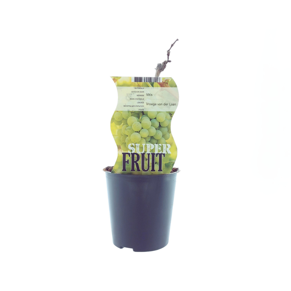 Vitis Vroege Van Der Laan – Weiße Traube Ø12cm