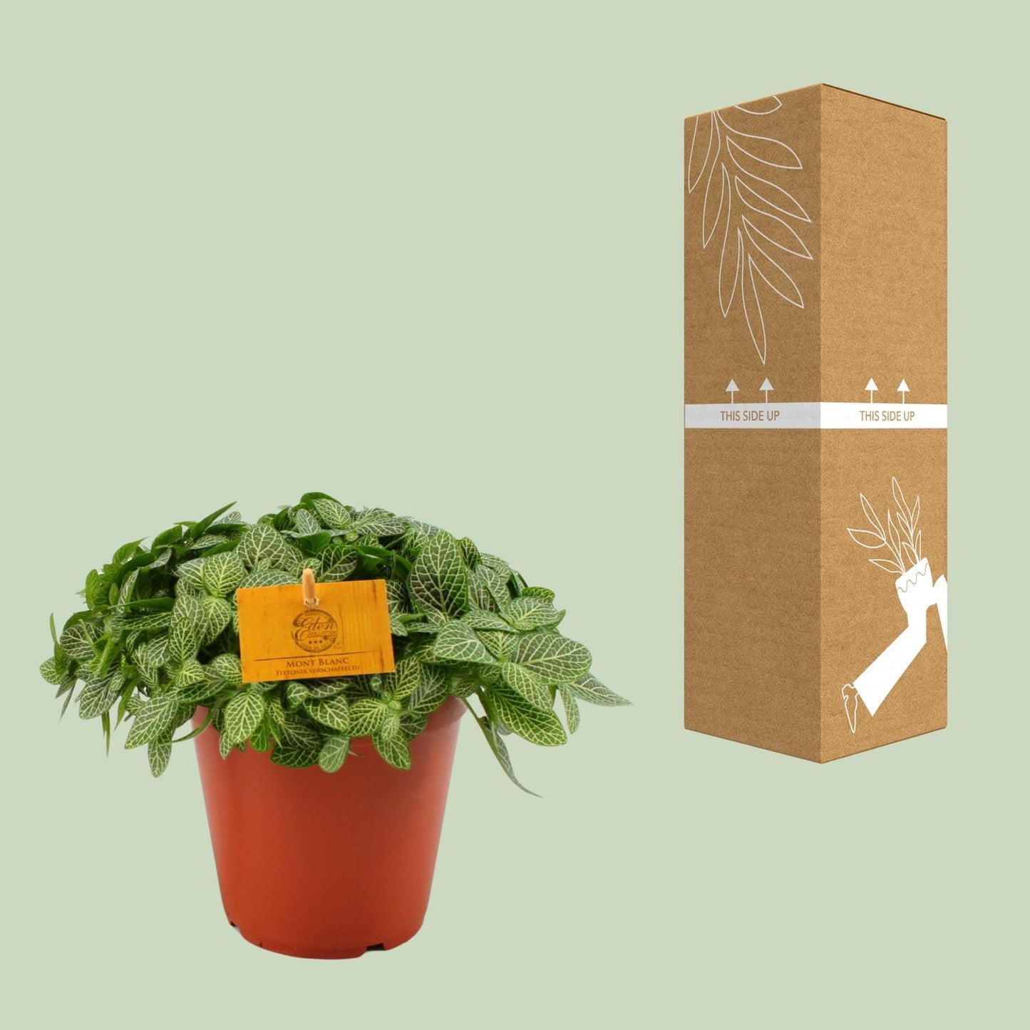 Fittonia Verschaffeltii Mosaikpflanze Ø15 cm – Pflegeleicht & Farbenfroh