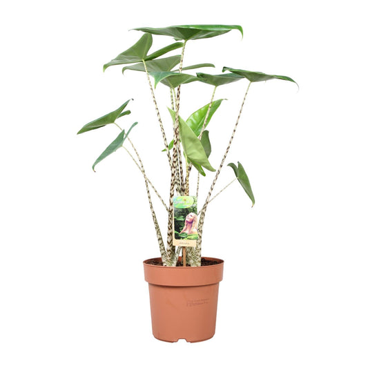 Alocasia Zebrina – Exotische Zimmerpflanze Ø21cm, 80cm hoch