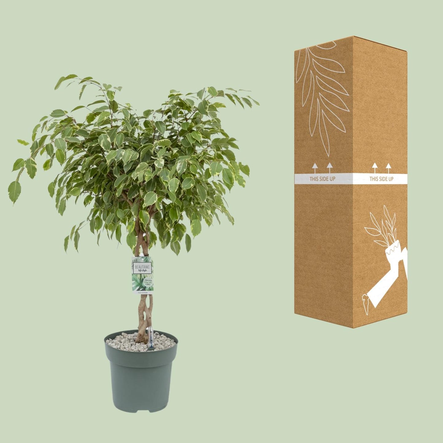 Ficus Safrana 'Golden King' – 100 cm pflegeleichte Zimmerpflanze