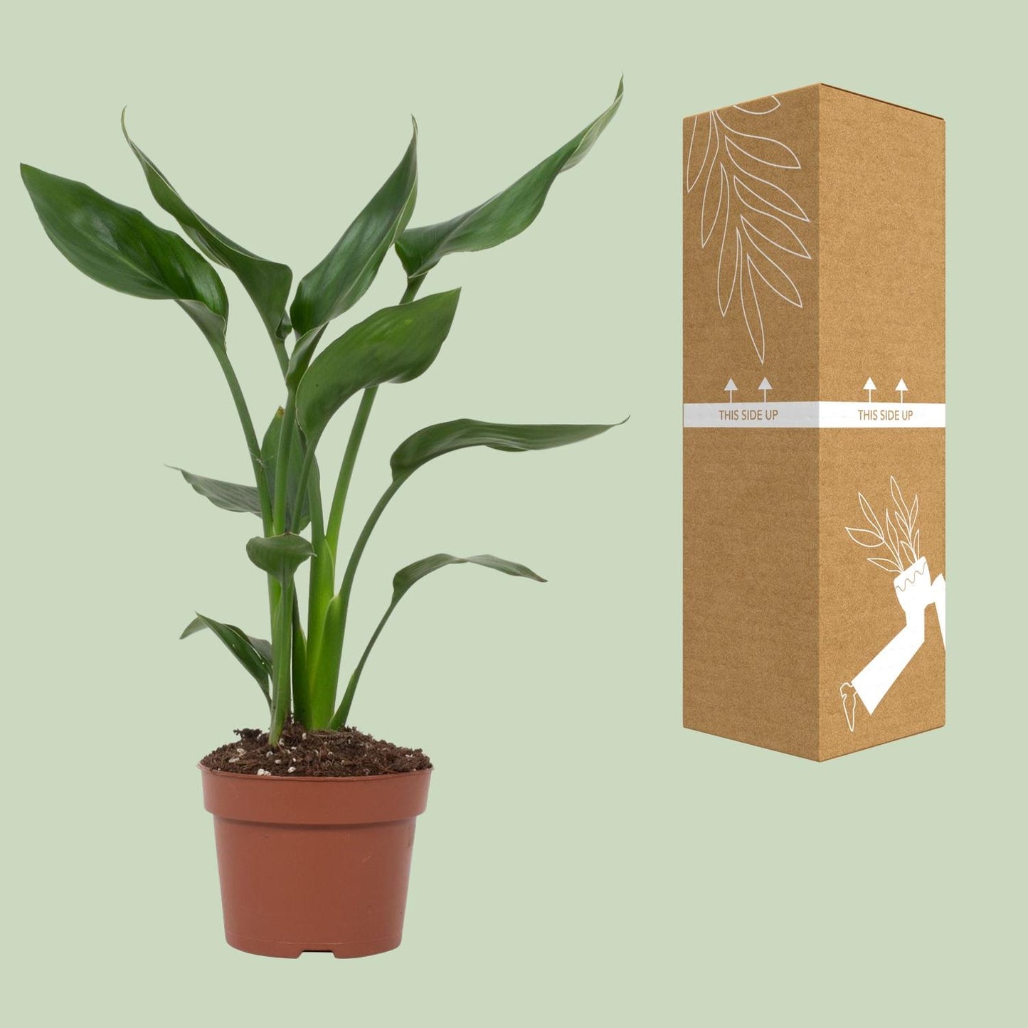 Strelitzia Reginae – Paradiesvogelblume Ø12cm, 35cm hoch