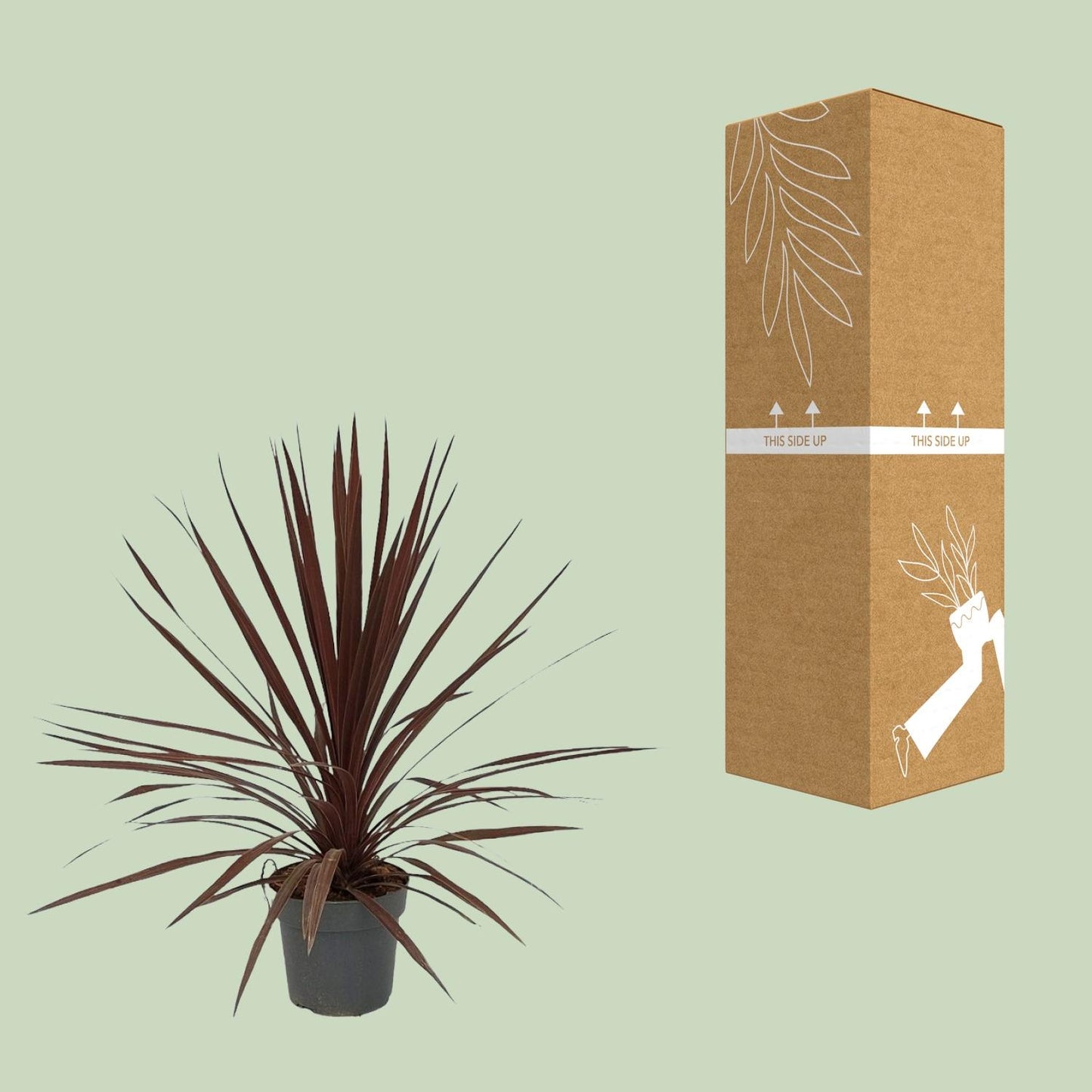 Cordyline Australis Red Star – Pflegeleichte Zimmerpflanze