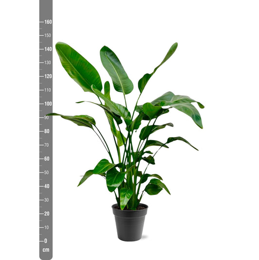 Strelitzia Nicolai – Tropische Zimmerpflanze 140-150 cm