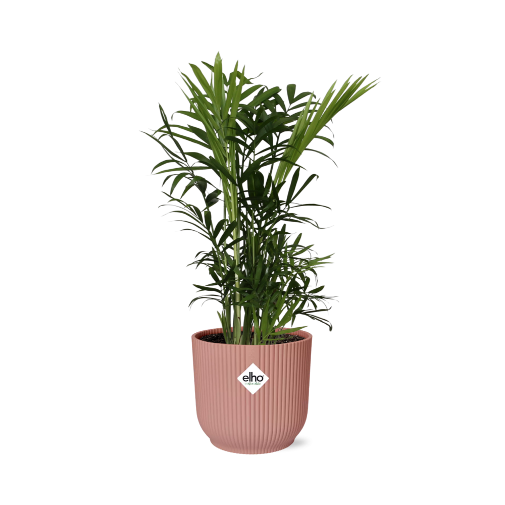 Chamaedorea Elegans Zwergbergpalme im ELHO Vibes Fold Topf rosa