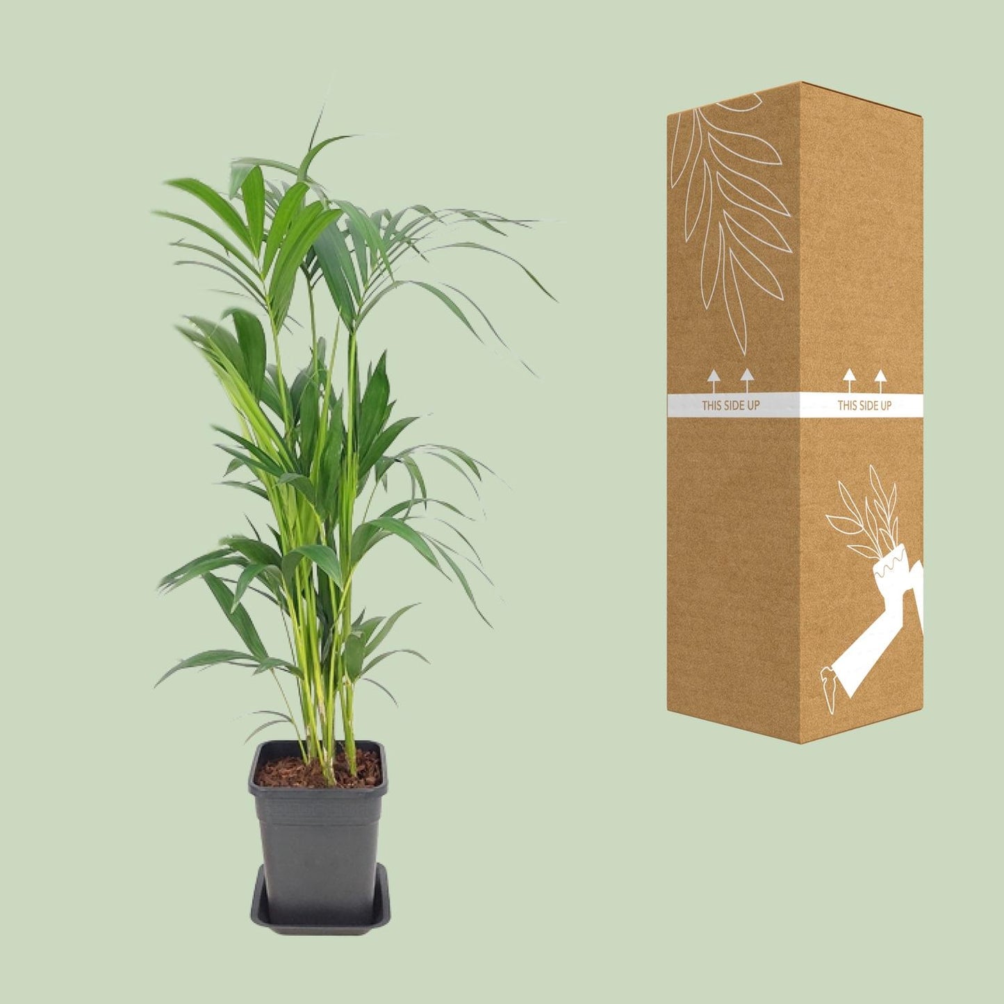 Howea Forsteriana – Pflegeleichte Zimmerpalme Ø21 cm