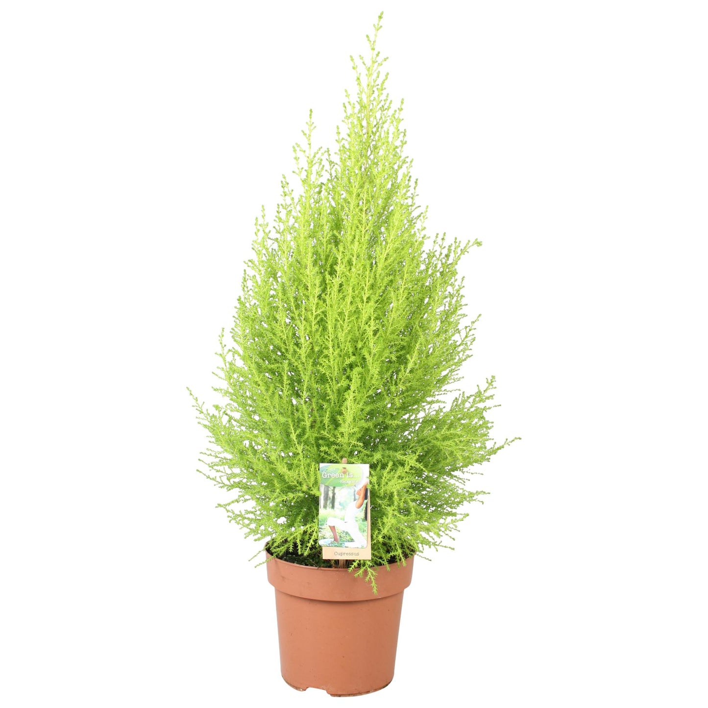 Goldzypresse Wilma – 80 cm – Pflegeleichte Zierpflanze für Garten & Balkon