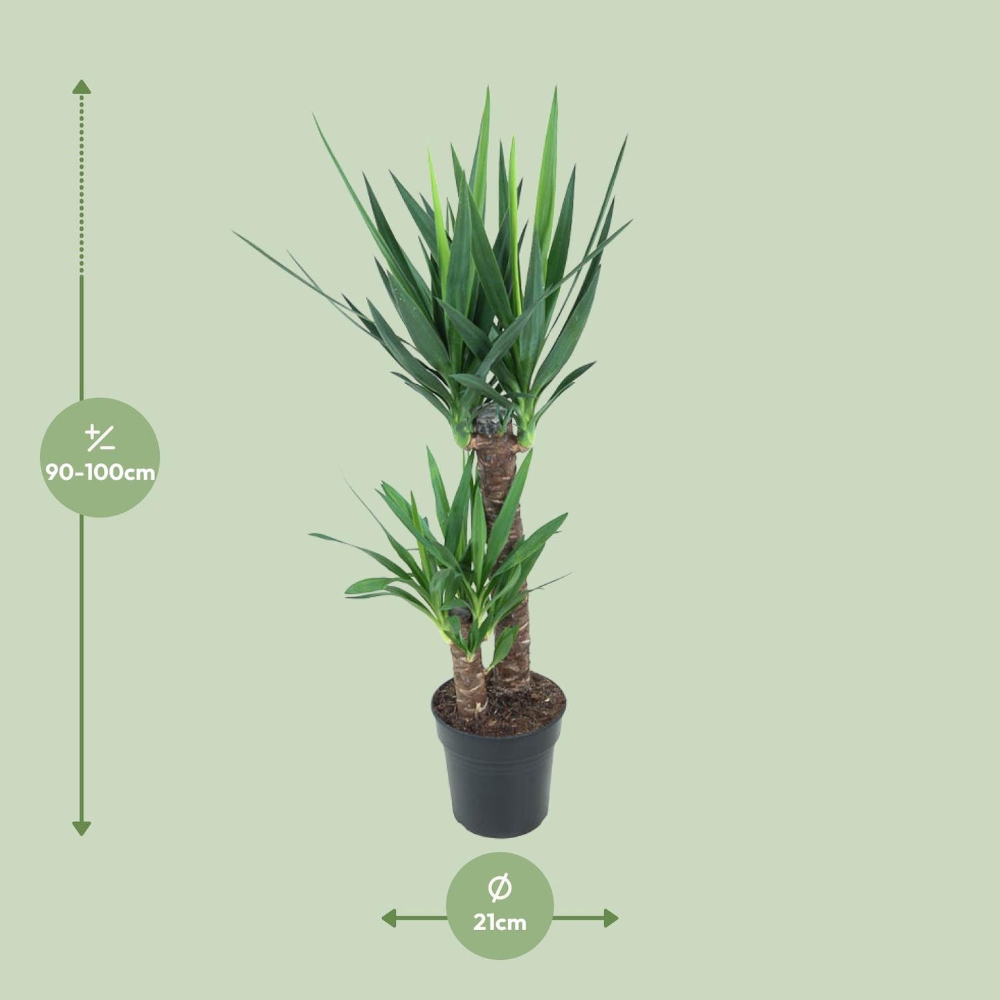 Yucca Elephantipes – Pflegeleichte Zimmerpflanze Ø21cm
