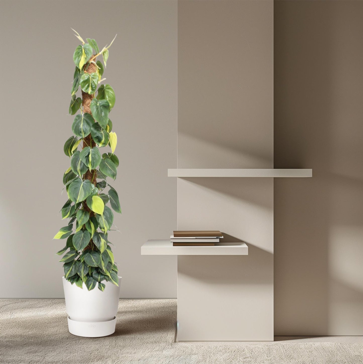 Philodendron Scandens Brasil – 150 cm, Ø 27 cm, pflegeleicht