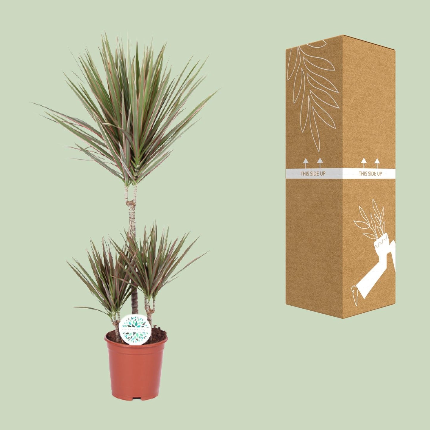 Dracaena Bicolor – pflegeleichter Drachenbaum Ø21cm, 95cm hoch