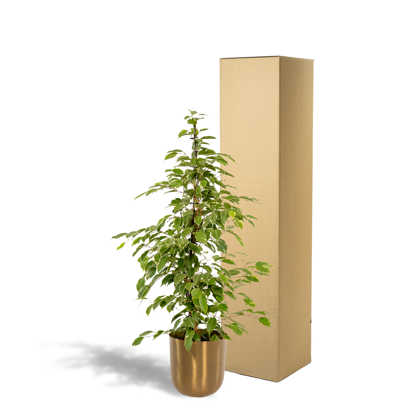 Ficus benjamina Goldenking – Pflegeleichte Zimmerpflanze Ø21cm