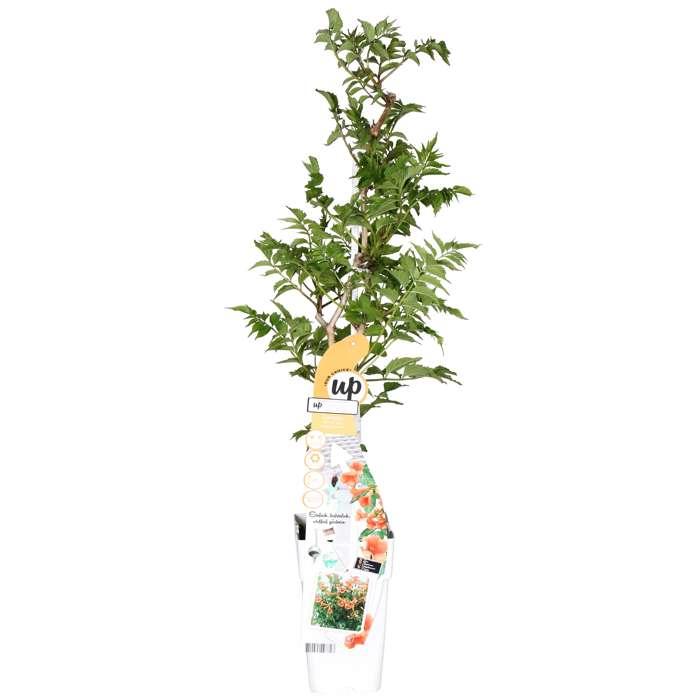 Trompetenblume 'Indian Summer' – Leuchtend orange, Ø15cm, 65cm hoch