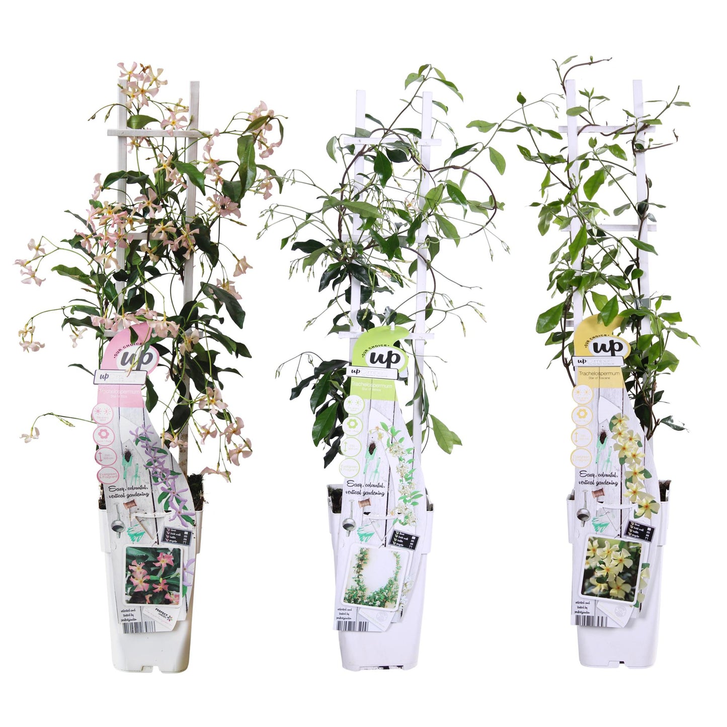 3er-Set Trachelospermum Mix – Duftende Kletterpflanzen Ø15cm