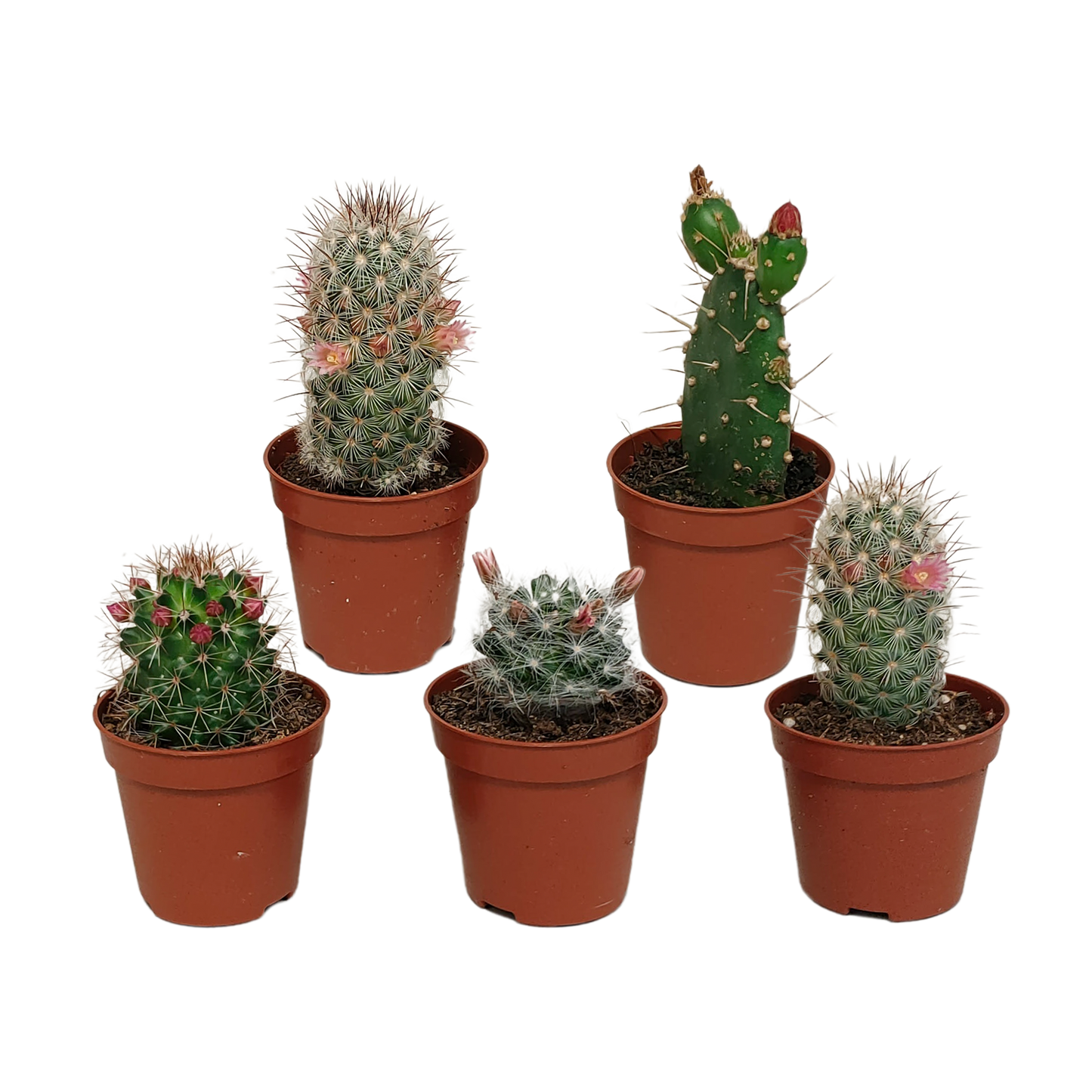 Blühende Kakteenmischung 5er-Set im 5,5 cm Topf