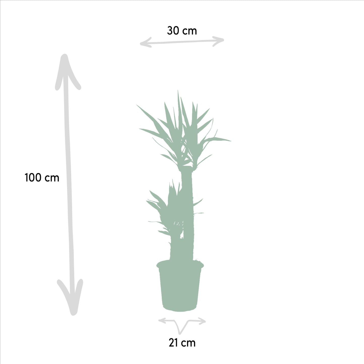 Yucca – Robuste & Pflegeleichte Palmlilie, Ø21cm, 100cm Höhe