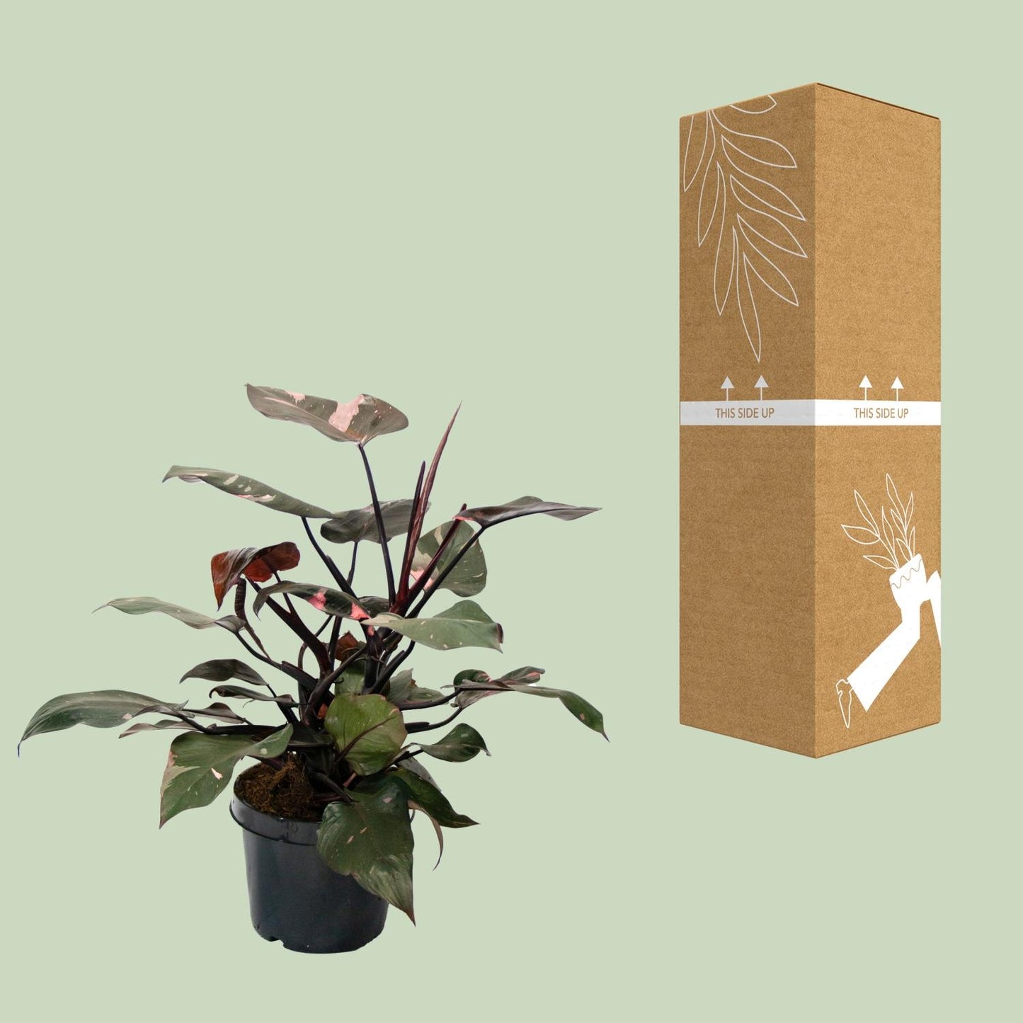 Philodendron Pink Princess – pflegeleichte Zimmerpflanze Ø21cm