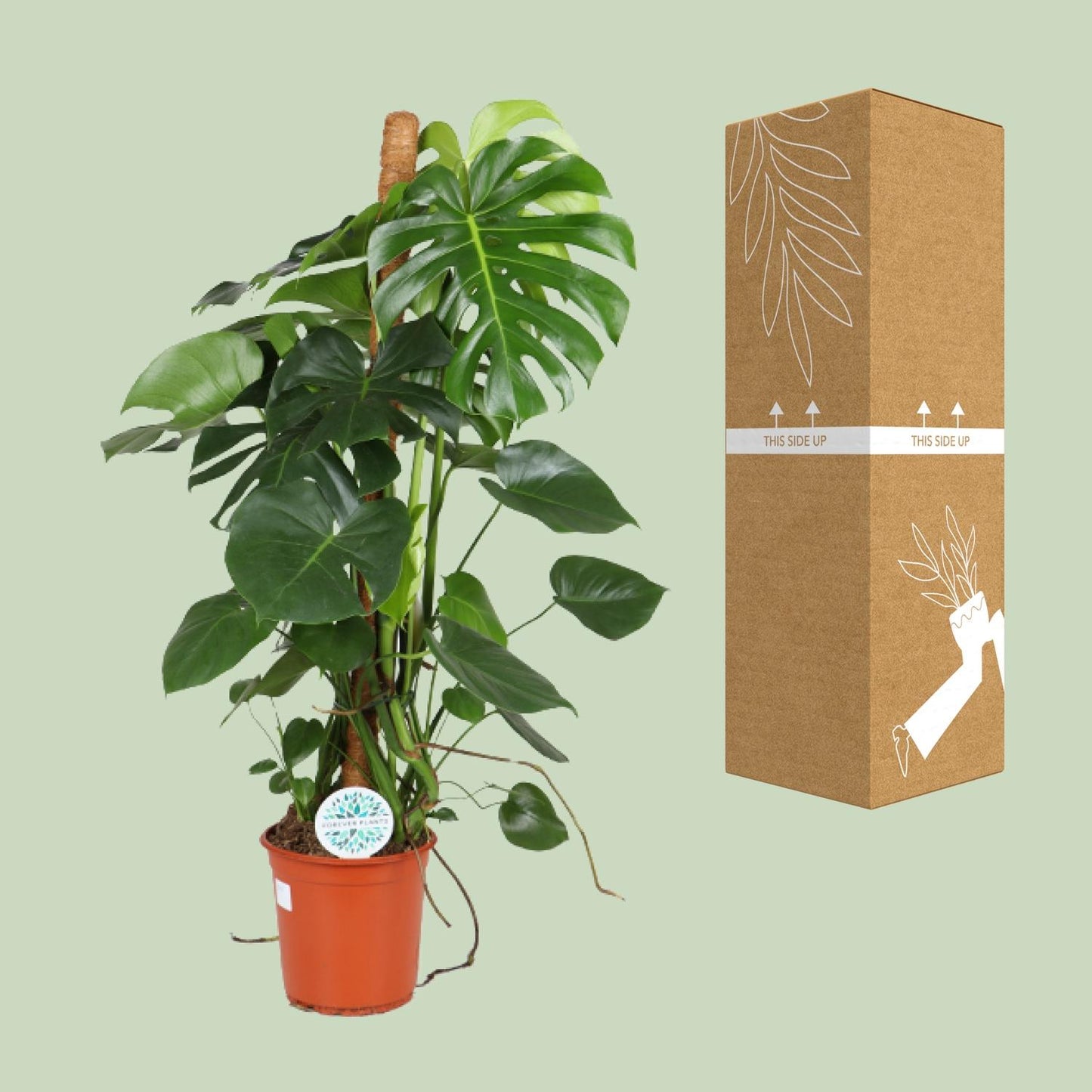 Monstera Deliciosa – Pflegeleichte Trendpflanze Ø24cm, 105cm hoch