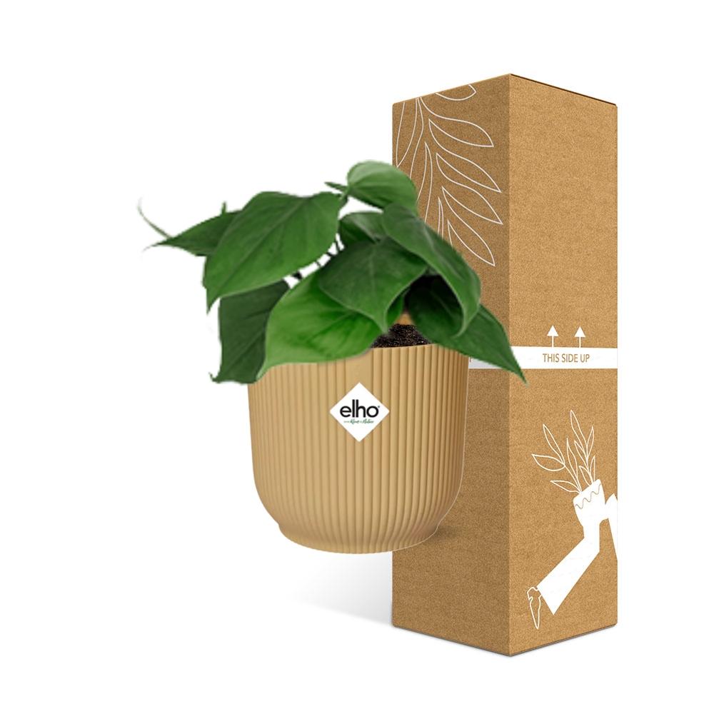Philodendron Scandens in ELHO Vibes Fold 14cm Gelb